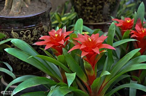 鴻運當頭的花|鴻運當頭花怎麼養，鴻運當頭的養殖方法和注意事項/光要足